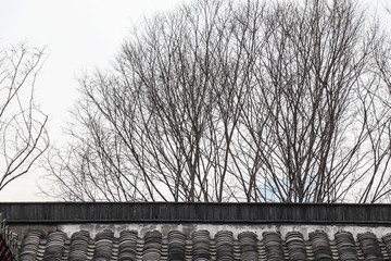 树枝