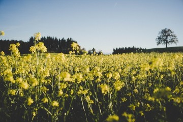 油菜花