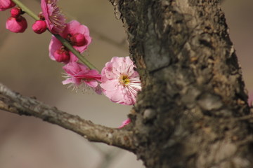 红梅花儿开