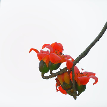 木棉花红色木棉花