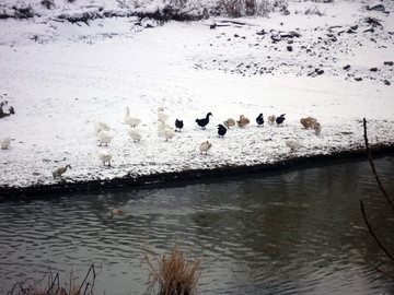 河边雪地上的鸭子和鹅