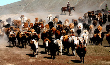 新疆牧牛