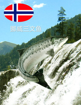 挪威三文鱼系列海报