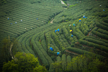 茶山春韵