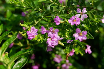 小花
