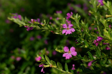 小花