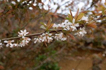 李花