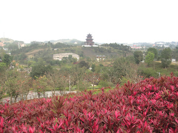 鲜花盛开