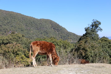 大山里的牛群