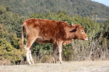 大山里的牛群