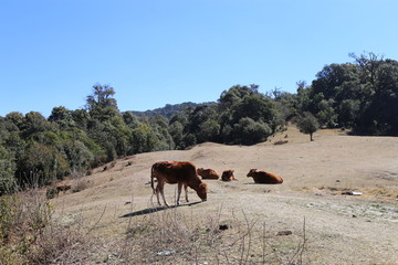 大山里的牛群