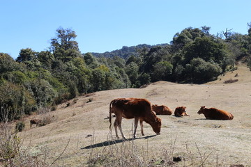 大山里的牛群