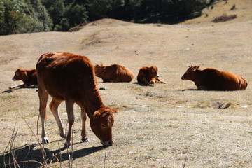 大山里的牛群