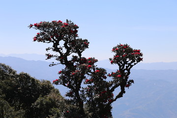 杜鹃花