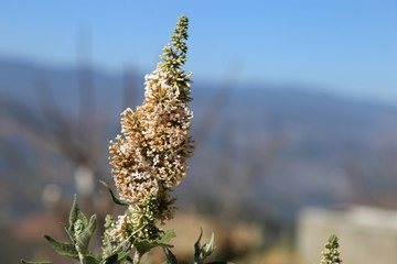 染饭花