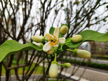 橘红花