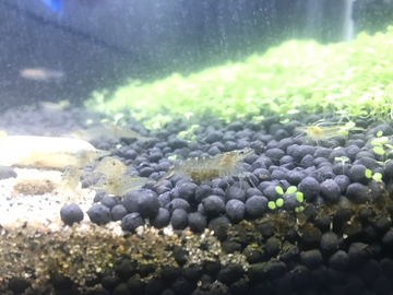 虾缸
