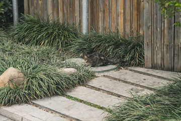 花豹猫