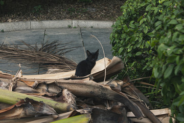 小黑猫