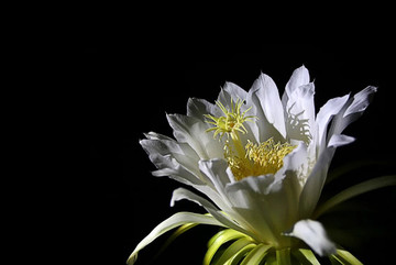 火龙果花