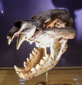 巨鬣狗头骨化石