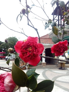 茶花