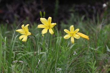 黄百合