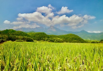 灵山上的稻田