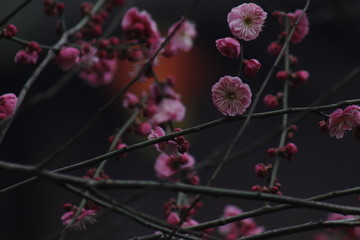 花枝俏