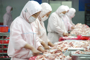 肉鸡分割车间的工人