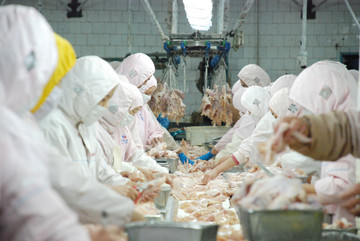 肉鸡分割车间的工人
