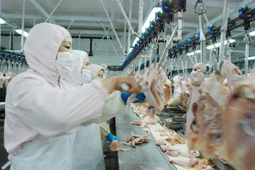 肉鸡分割车间的工人