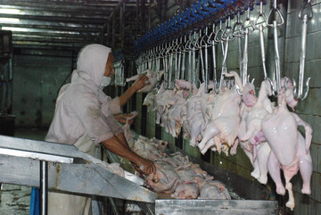 肉鸡分割车间的工人