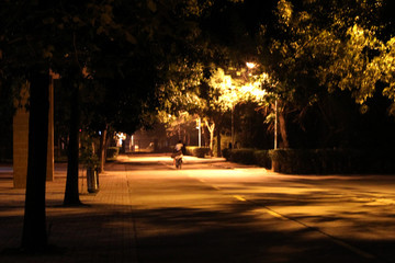 夜晚的校园林荫路