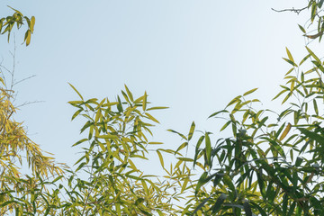 竹叶天空