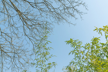 树枝天空