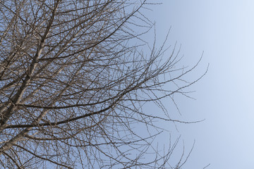 树枝天空