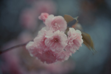 浪漫樱花盛开的季节