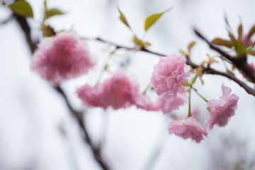 粉色的樱花特写