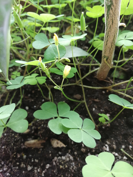 花盆里长出的小草