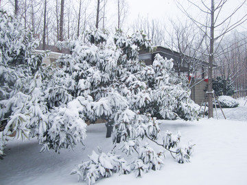 雪景