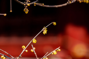 腊梅花