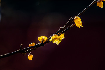 腊梅花