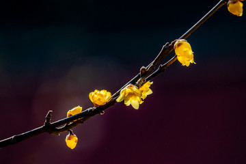 腊梅花