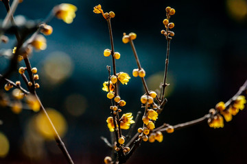 腊梅花