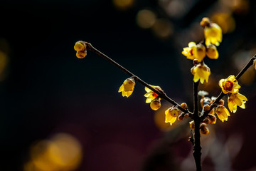 腊梅花