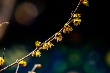 腊梅花