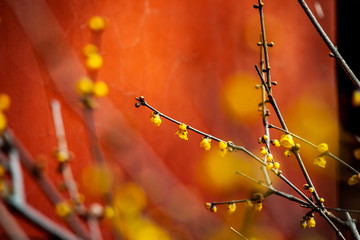 腊梅花