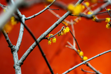 腊梅花