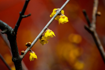 腊梅花